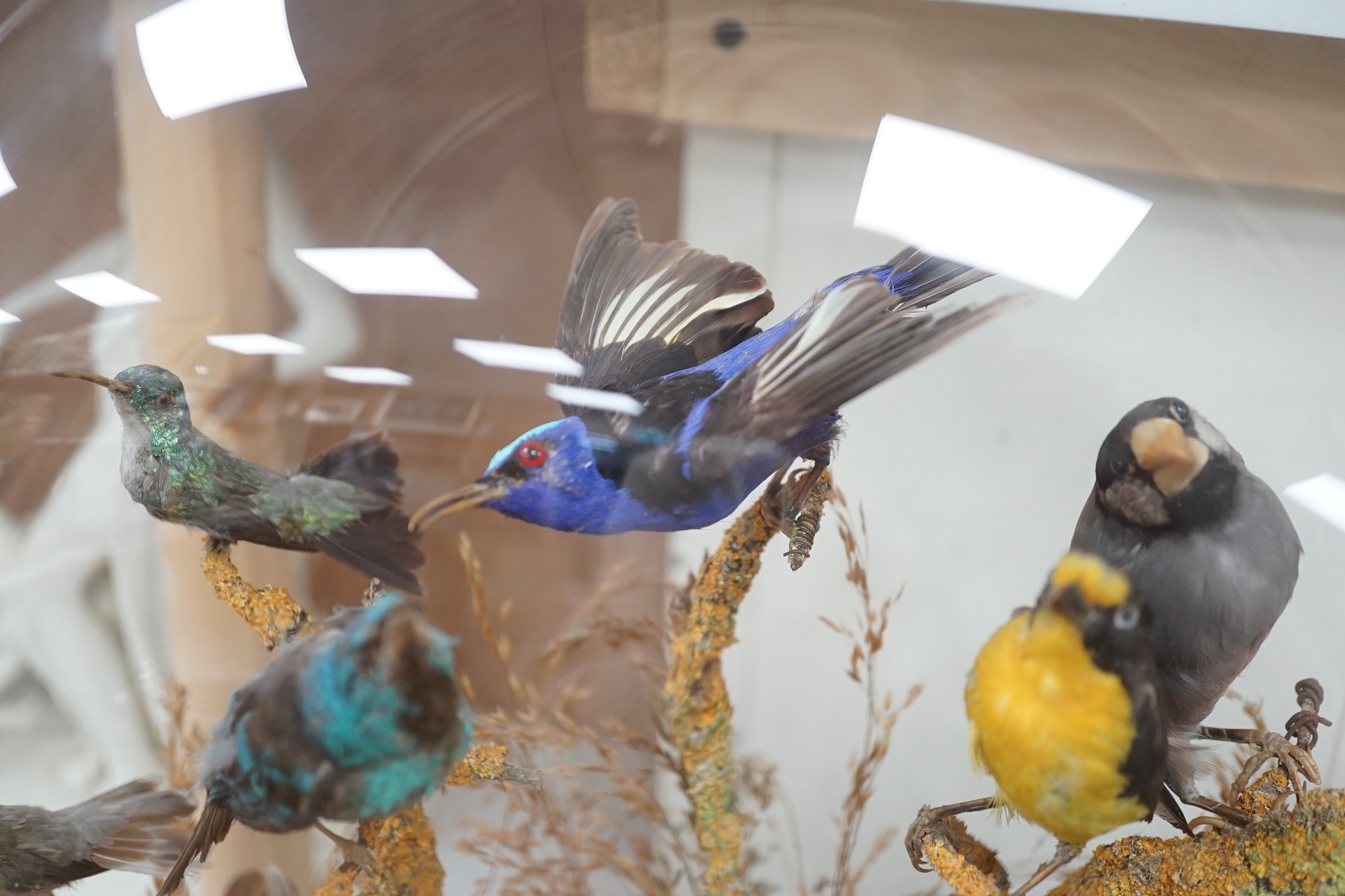 A Victorian taxidermic exotic aviary group of mainly South American birds, to include a Venezuelan troupial, seven-coloured tanager, white-bellied hummingbird etc., under glazed dome. 51.5cm high overall